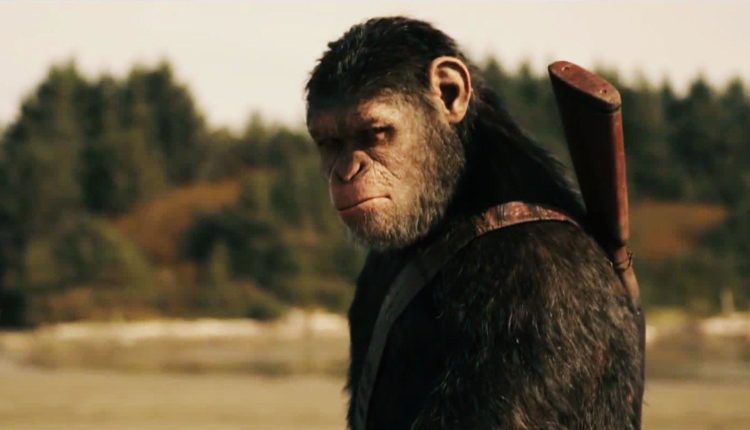 O Homem é um macaco evoluído