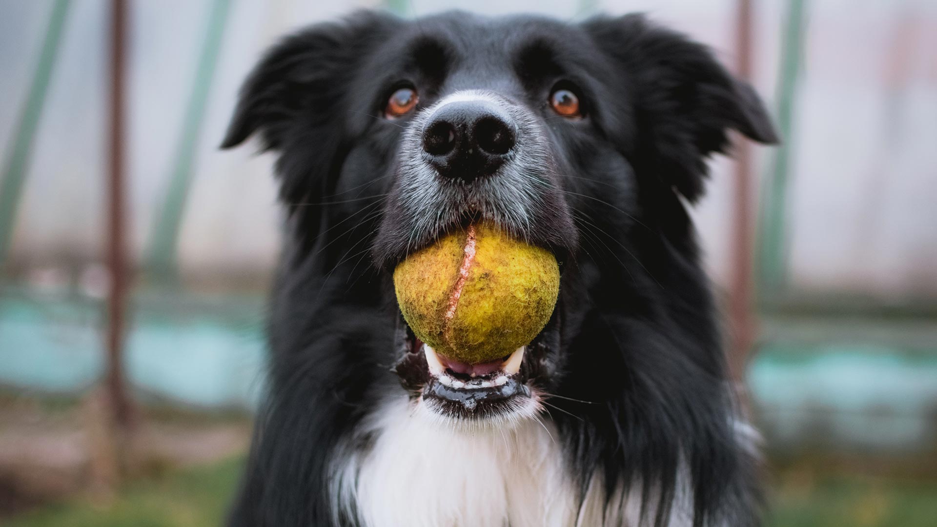 A "Inteligência" dos Animais — Cooperadores da Verdade