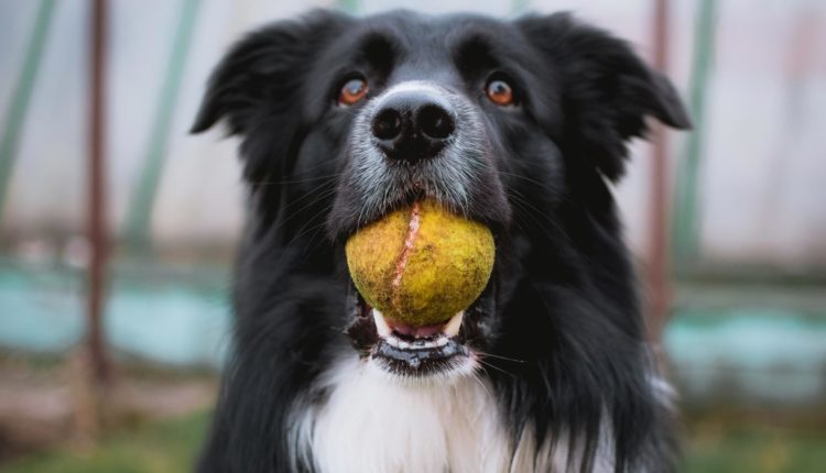 A Inteligência dos Animais