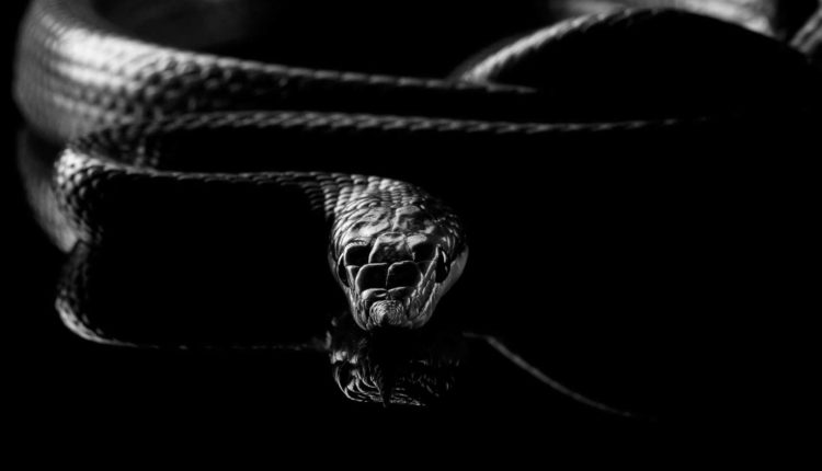 Quem há de esmagar a cabeça da serpente