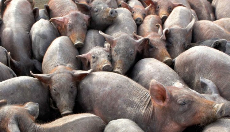 Os Possessos e os Porcos